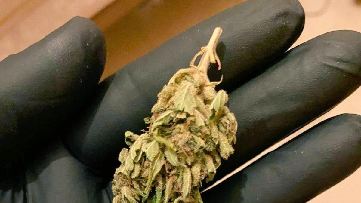 Detingudes quatre persones amb tres quilos de marihuana