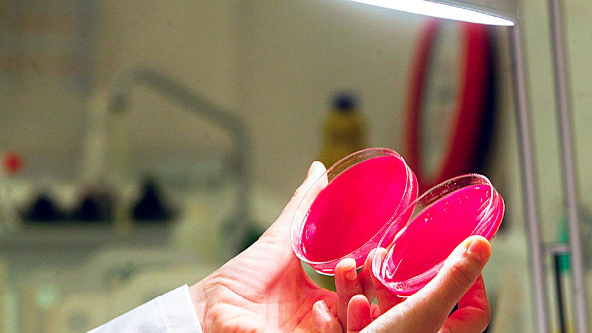 La Xina, els Estats Units, Japó i l'OMS fan assajos clínics per trobar una cura