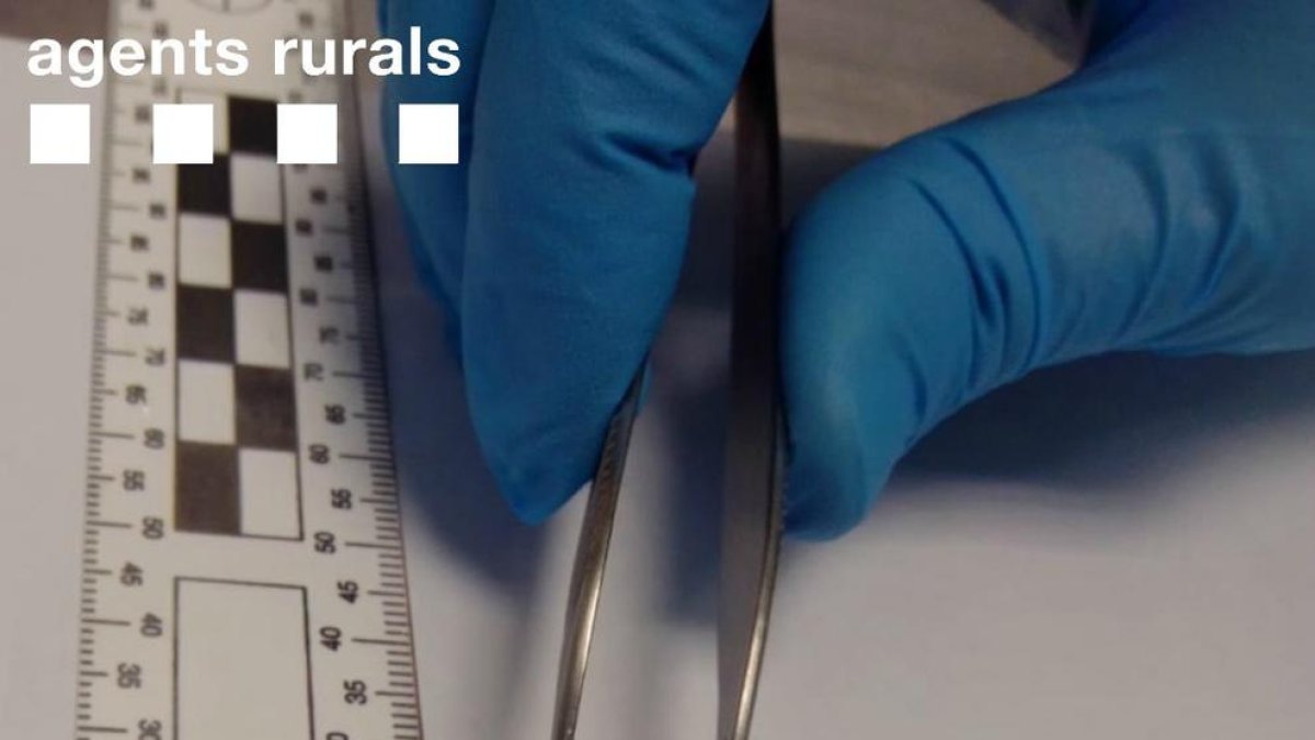 Denunciat un caçador andorrà a Catalunya per usar munició prohibida