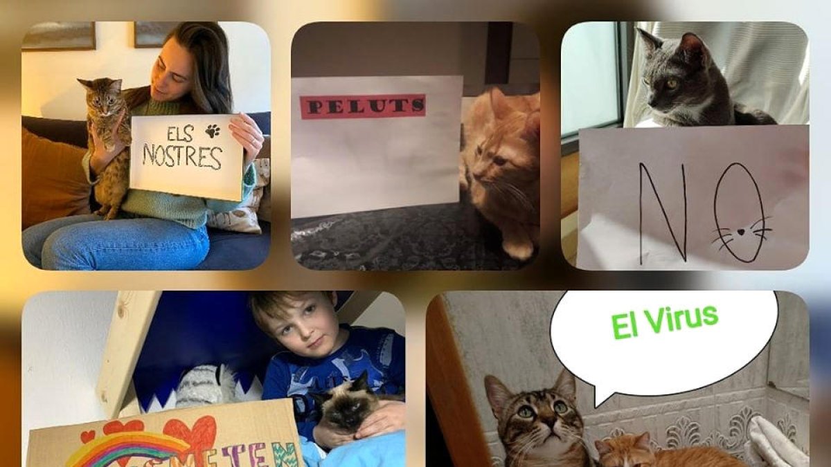 Laika comptabilitza vuit gats abandonats des de l'inici del virus