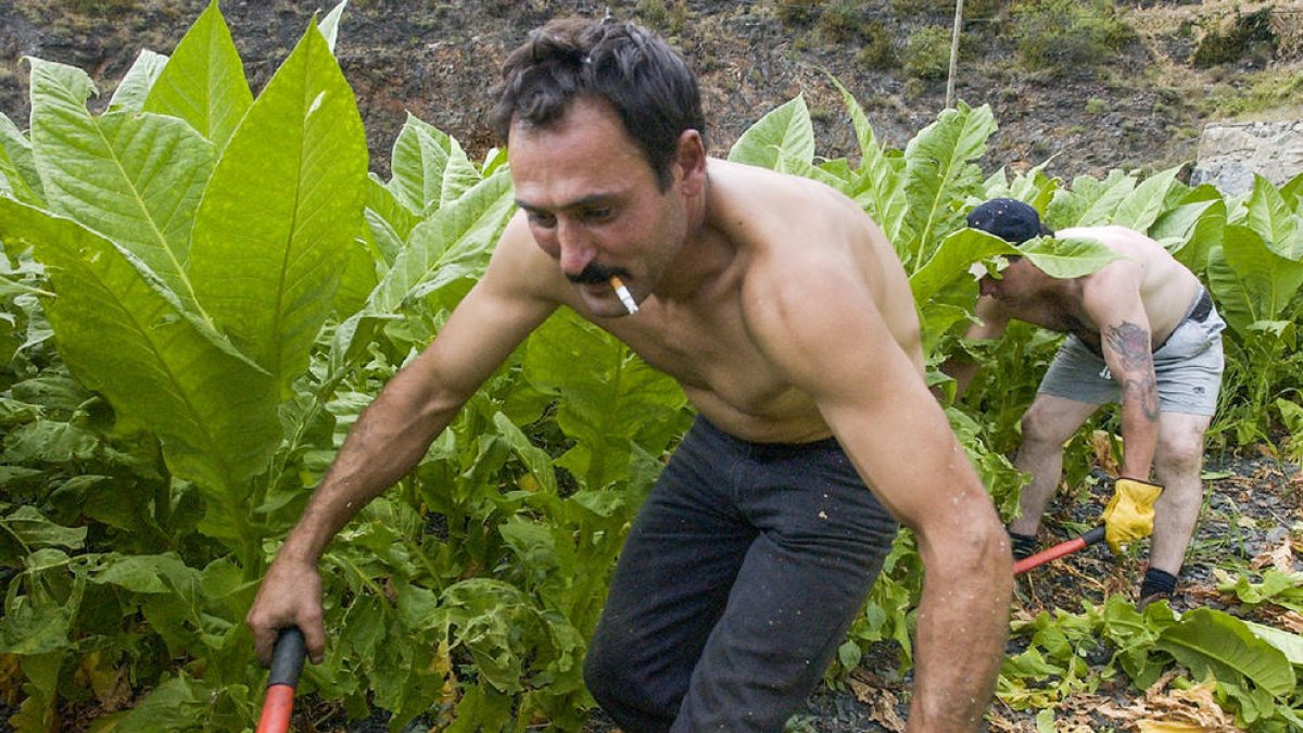 Les associacions productores ajornen la recollida del tabac