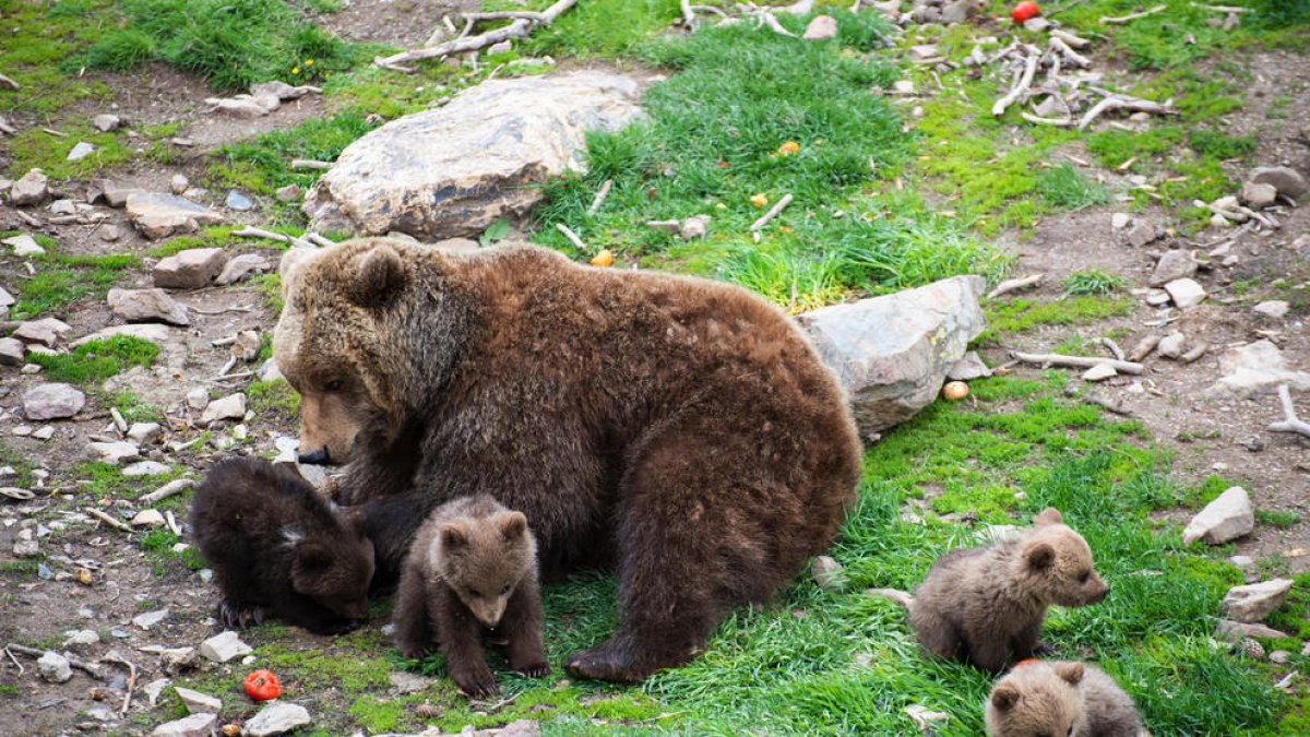 Neixen quatre cries d'os bru a l'ecoparc de Naturlandia