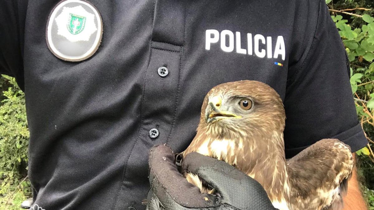 La policia recupera un aligot comú desorientat