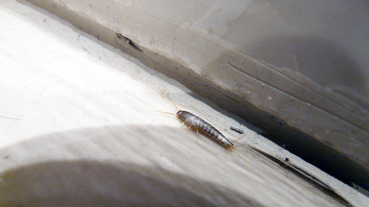 Investigant la biodiversitat a casa: els artròpodes