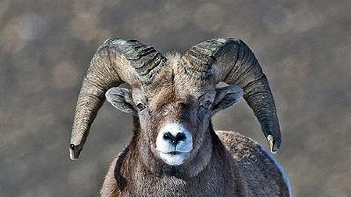 El caçador que va decapitar un mufló perd definitivament la llicència de caça tres anys