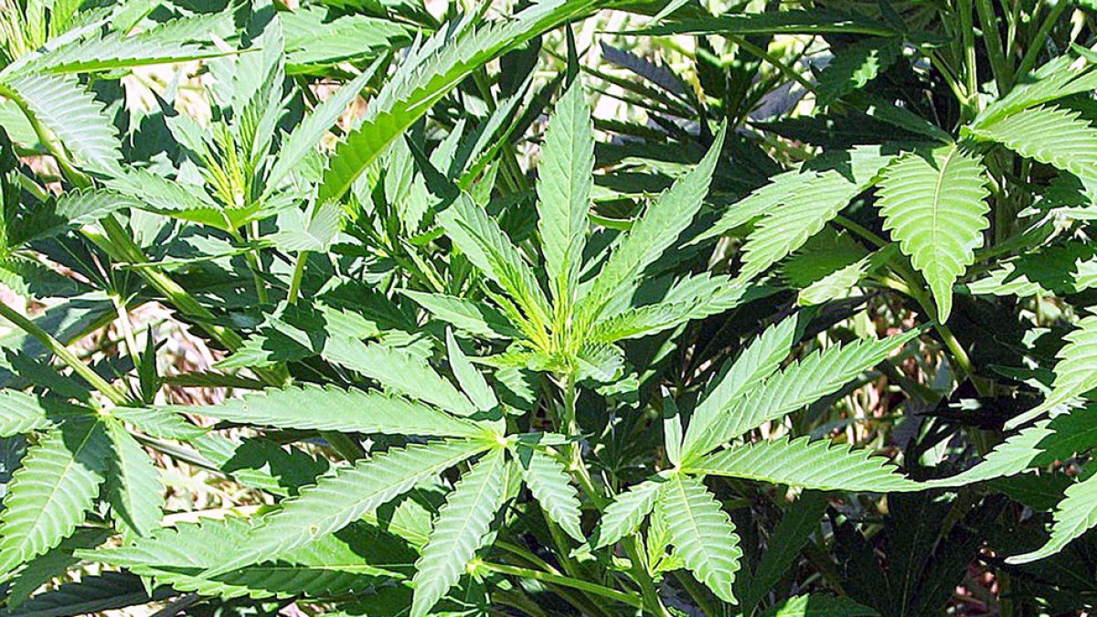 Els pagesos pensen en una petita indústria del cànnabis