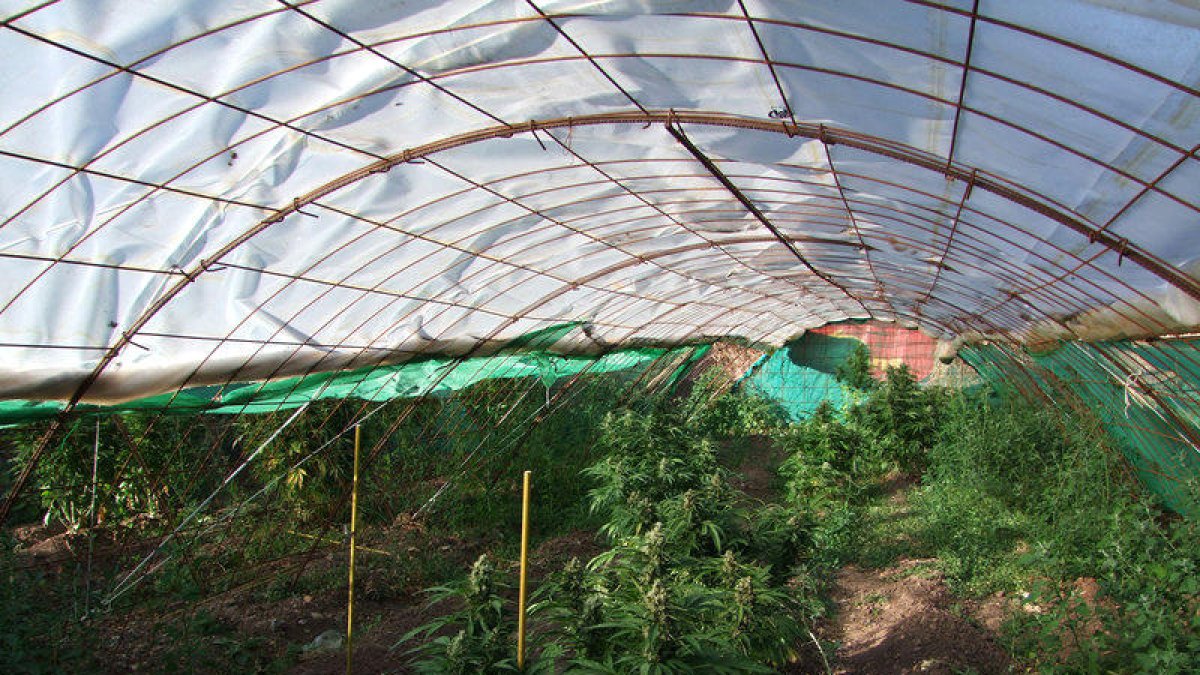 Inversors andorrans, atrets pel cultiu de cànnabis