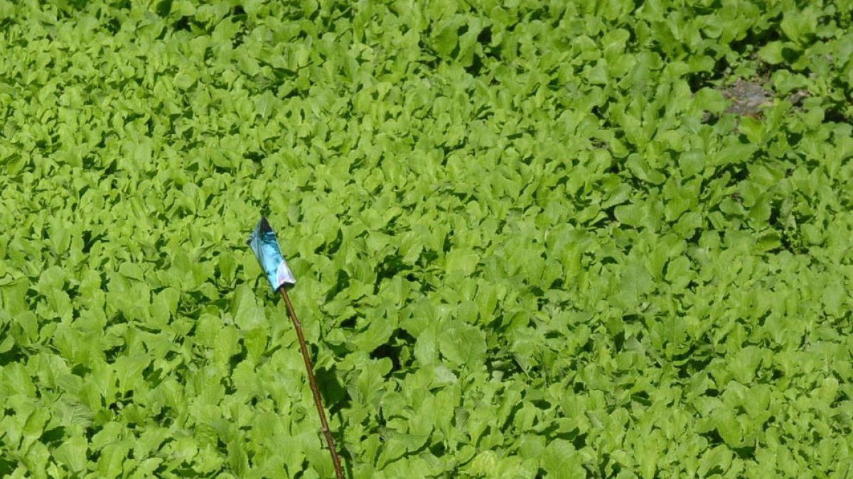 Detingut un masover d'Auvinyà per explotació laboral