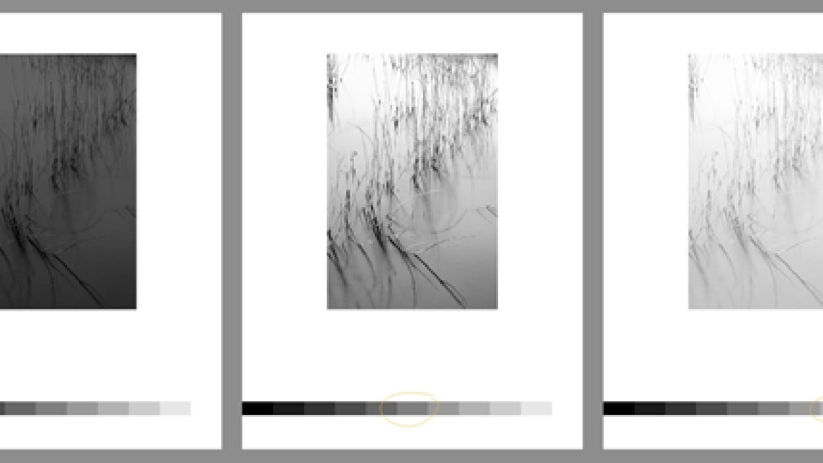 'Gris,... grisos,...'