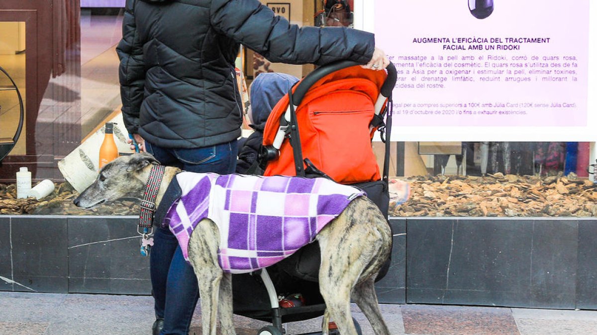 Escaldes i Encamp no cobraran cap taxa per tenir gos i Canillo s'ho pensa