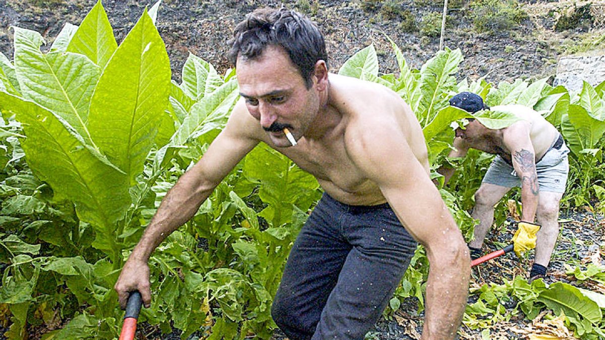 Un 80% dels colliters, afectats per una plaga que mata el tabac
