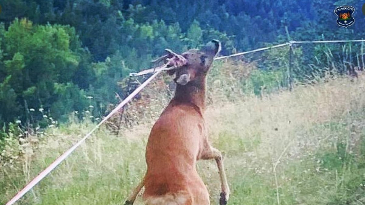Els banders alliberen un cabirol atrapat en un fil elèctric