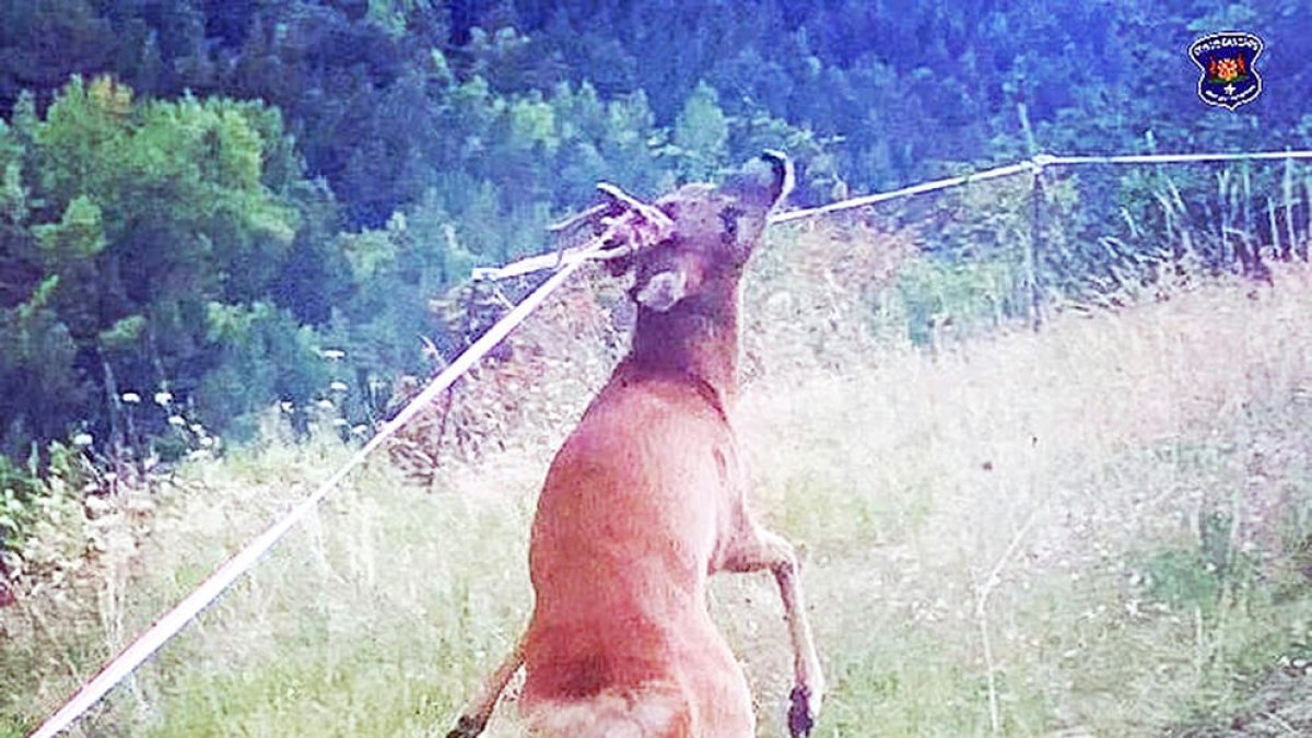 Banders alliberen un cabirol d'un cable elèctric