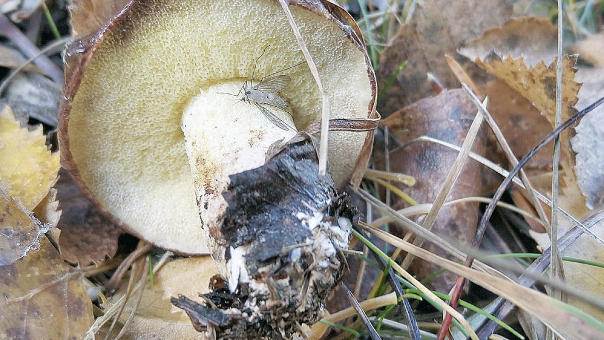 La biodiversitat crida la biodiversitat