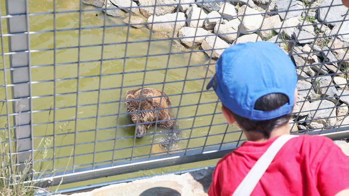 Naturlandia vol traslladar els llops, ossos i linxs de l'ecoparc