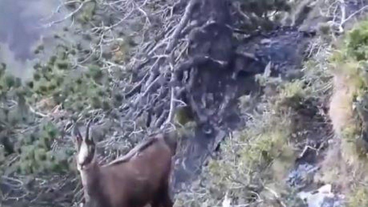 Un isard en una imatge de banders d'aquesta setmana