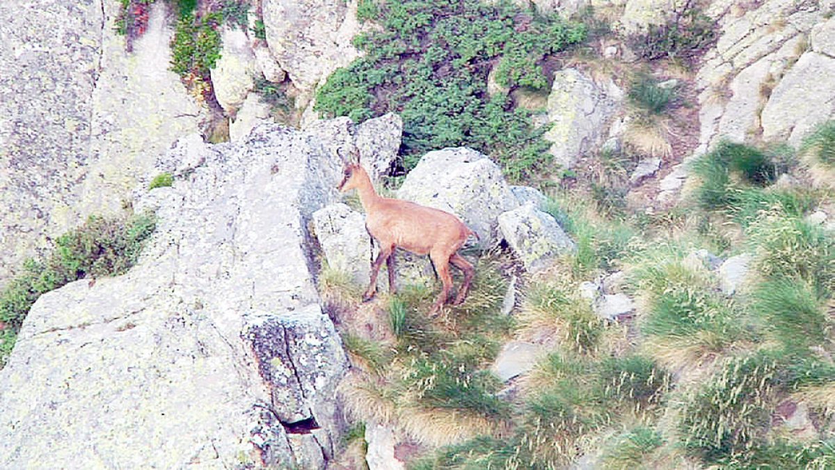 Controlats dos caçadors amb isards sense les anelles