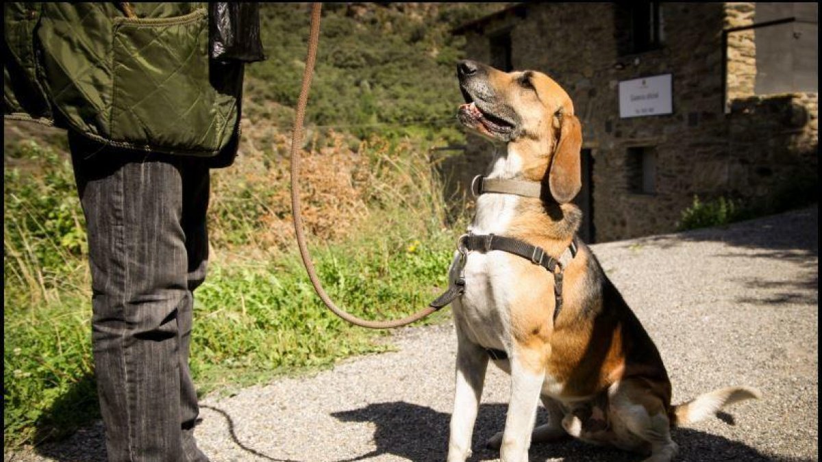 GosSOS vol promoure l'adopció responsable de mascotes