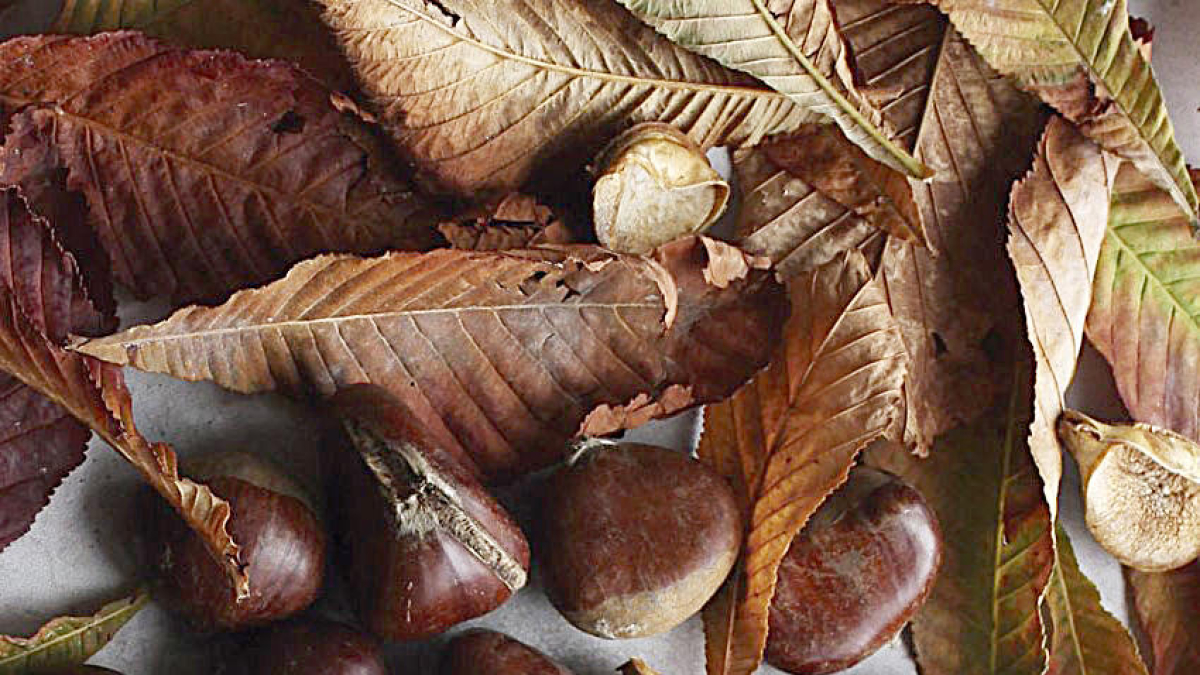 Nutrició a la tardor (II)