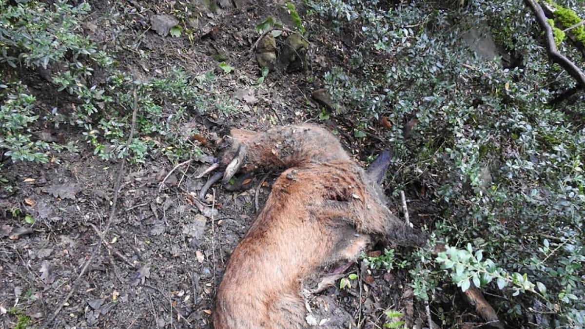 Els banders investiguen la mort de sis isards trobats sense banyes