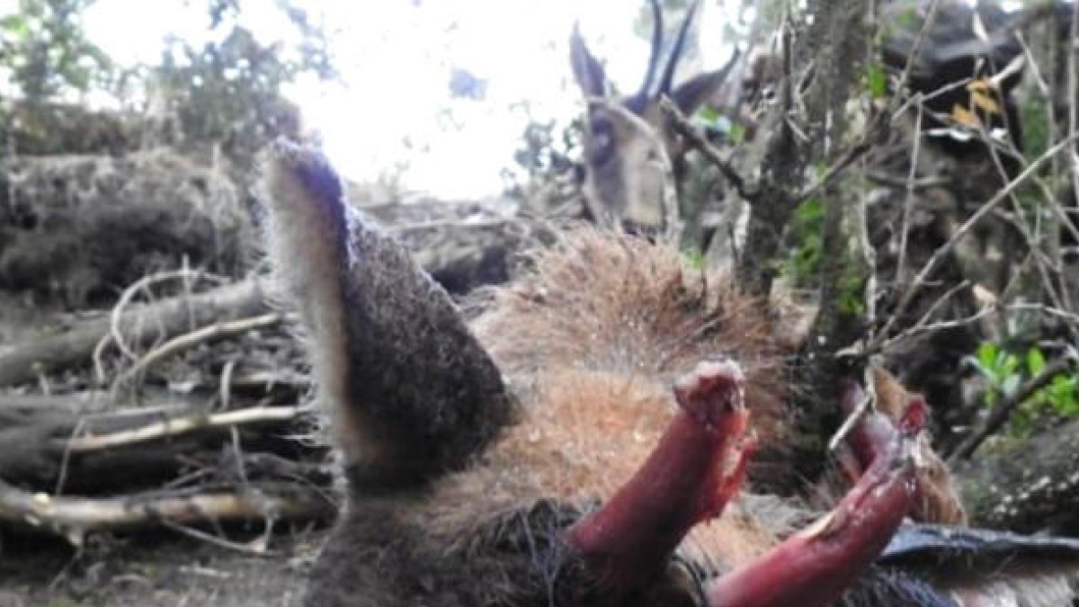 Els banders investiguen la mort de sis isards trobats sense banyes