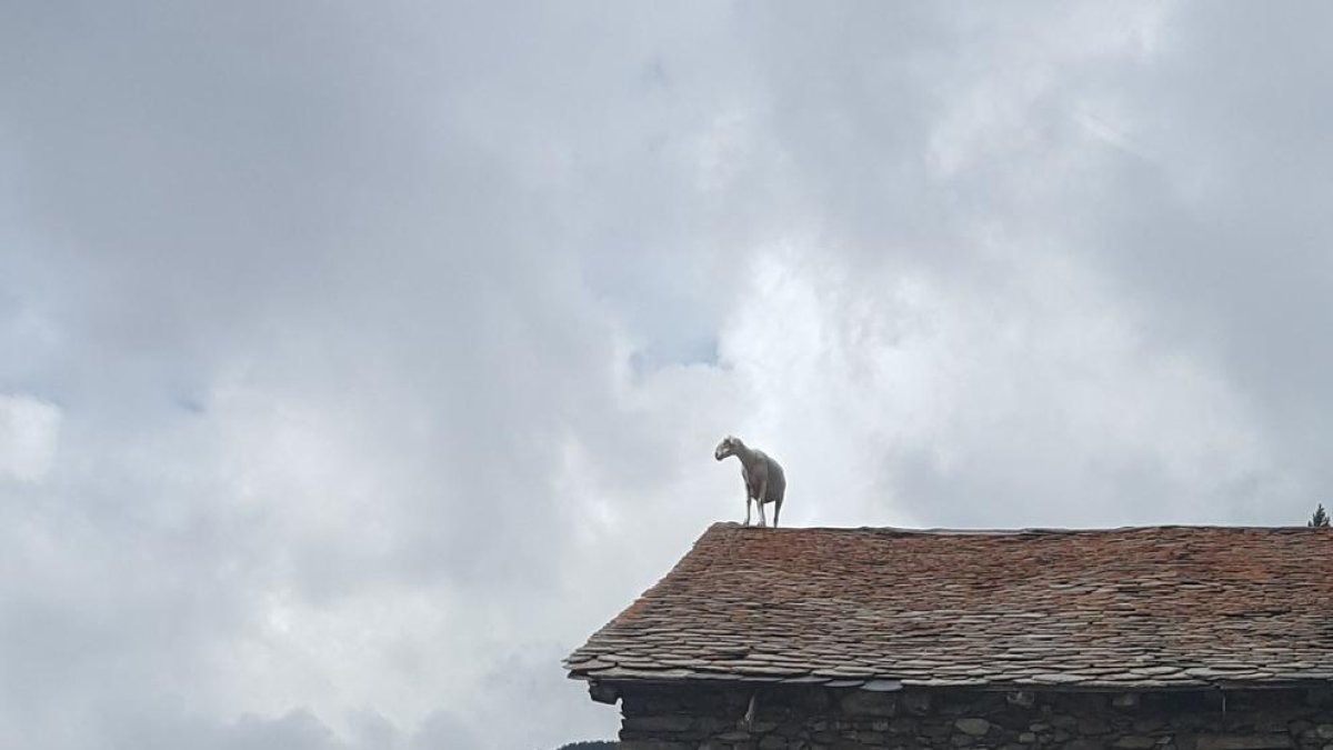 Una ovella en una teulada