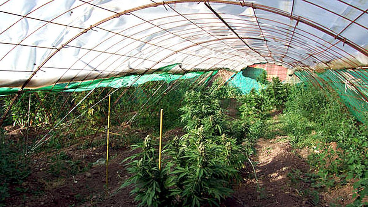 Govern estudia la creació d'un òrgan públic per vigilar el cultiu de cànnabis