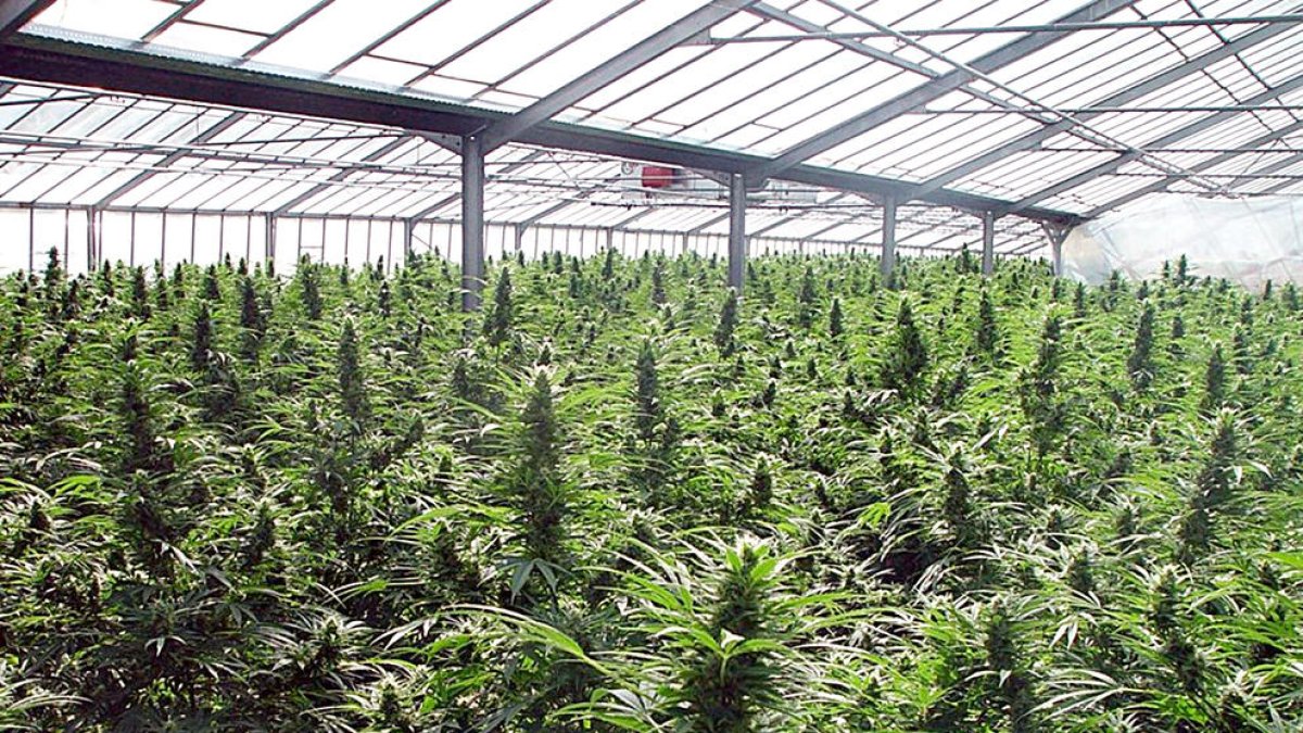 Els inversors en marihuana creuen que falta més interès