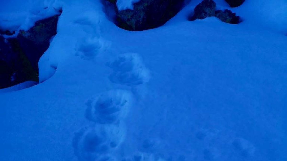 Troben petjades d'os bru a la zona de Cataperdís