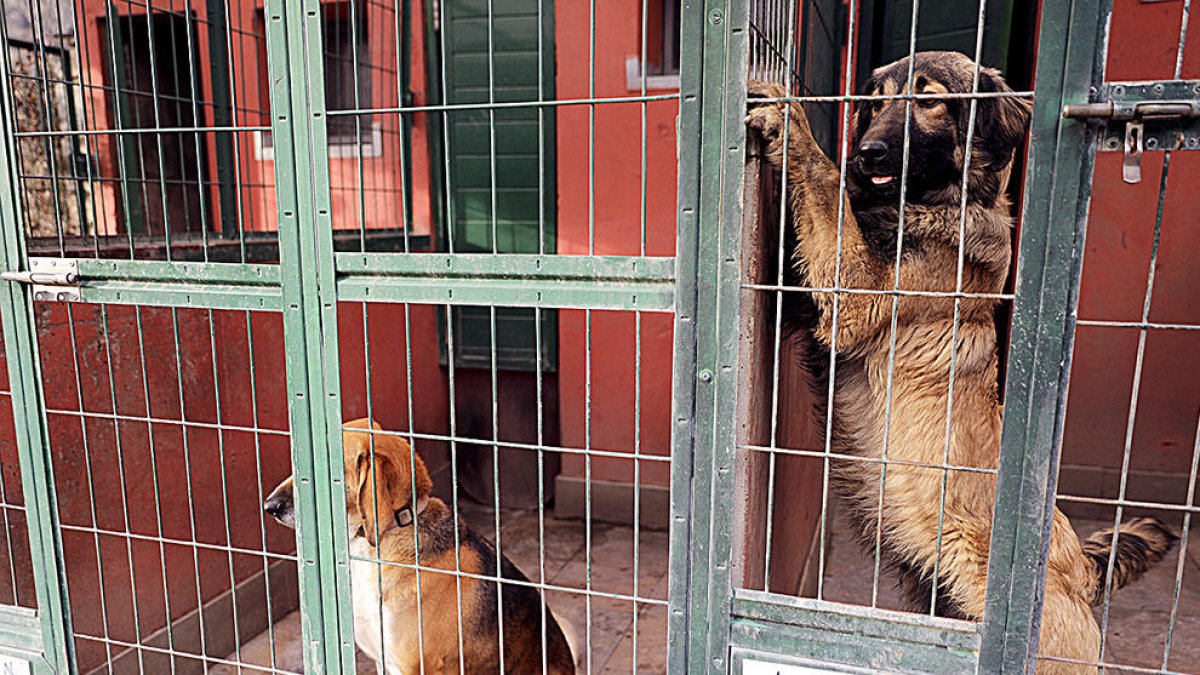 Repunt de les adopcions de gossos quan va finalitzar el confinament