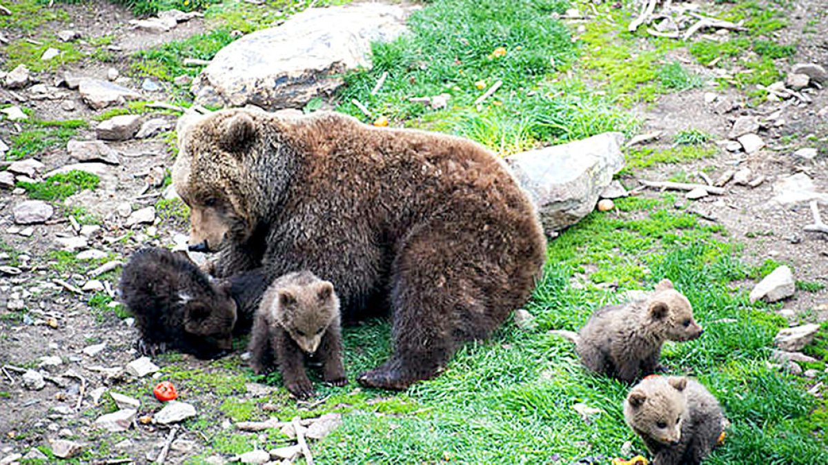 Forfet d'estiu per accedir a Pal, Grandvalira i Naturlandia