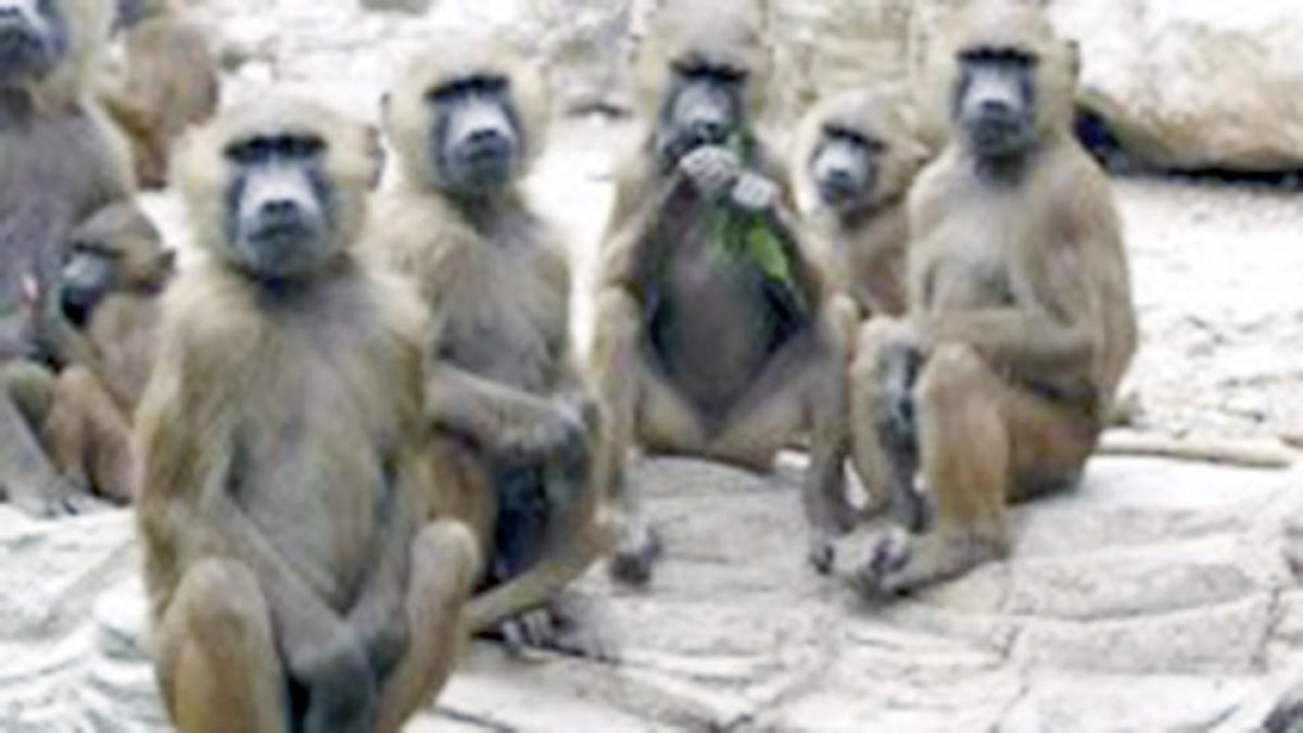 Sobre la pista dels grans micos