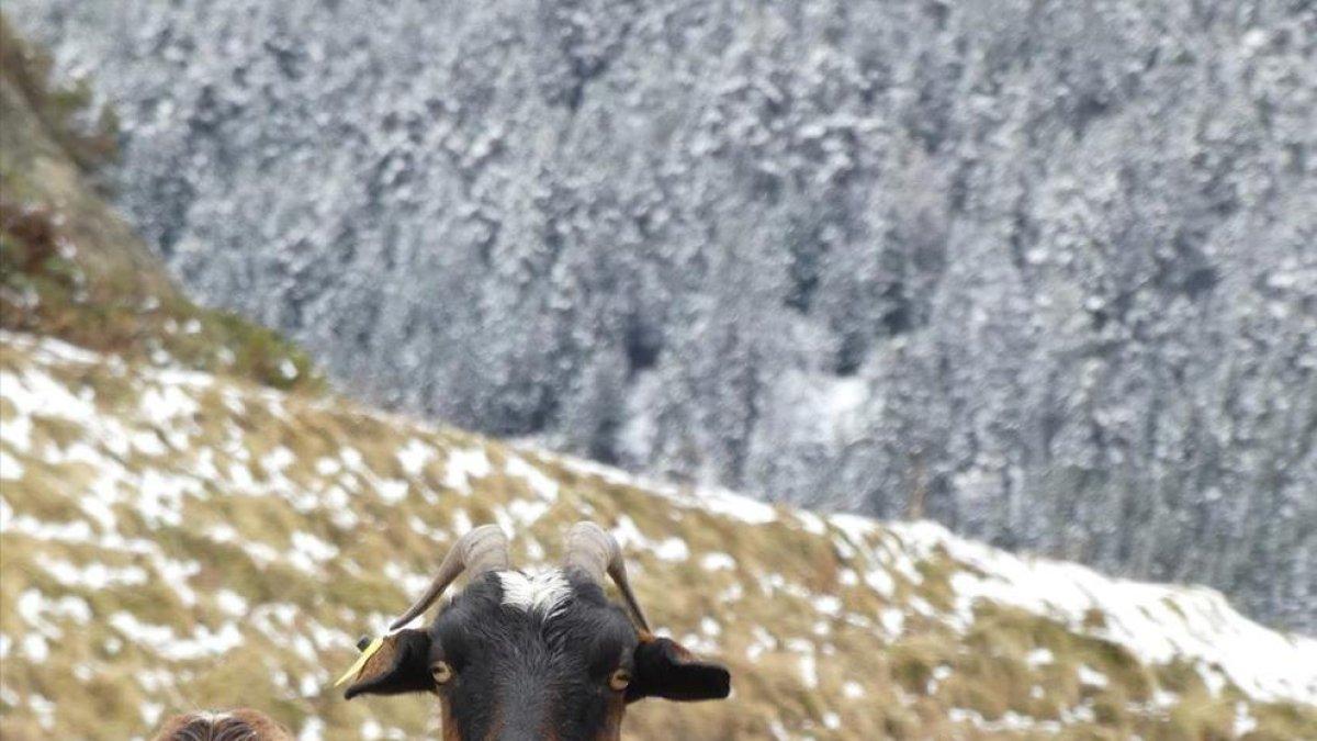 Canillo anul·la la Fira del Bestiar