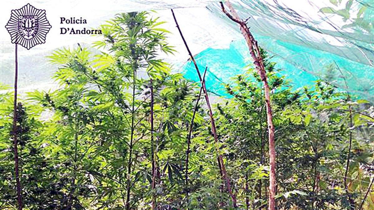 El jubilat que tenia marihuana a l'hort entra a la presó voluntàriament