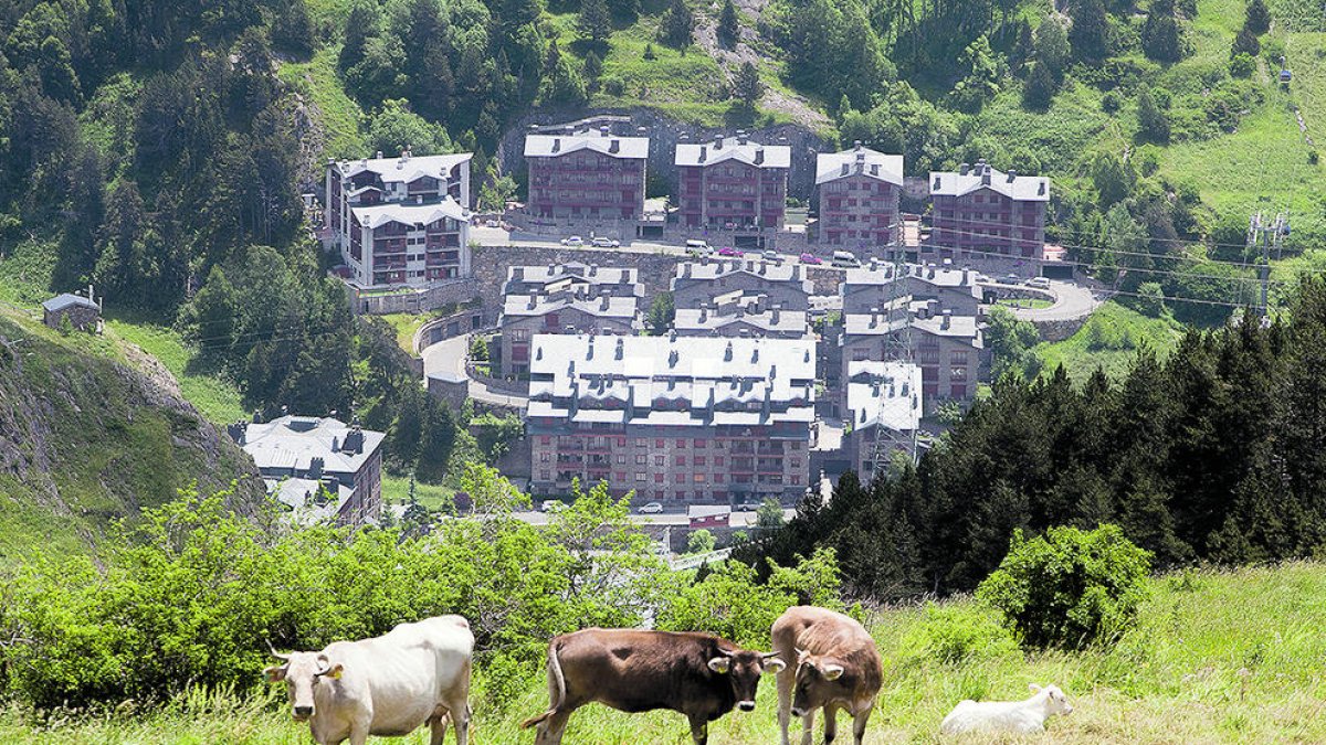 La biomassa pot ser clau per tal de preservar l'espai natural
