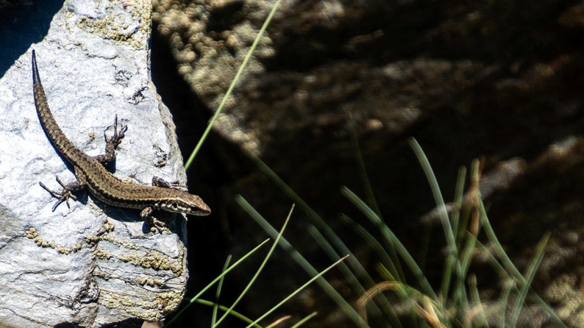 La calor pot matar l'Aureli(oi)