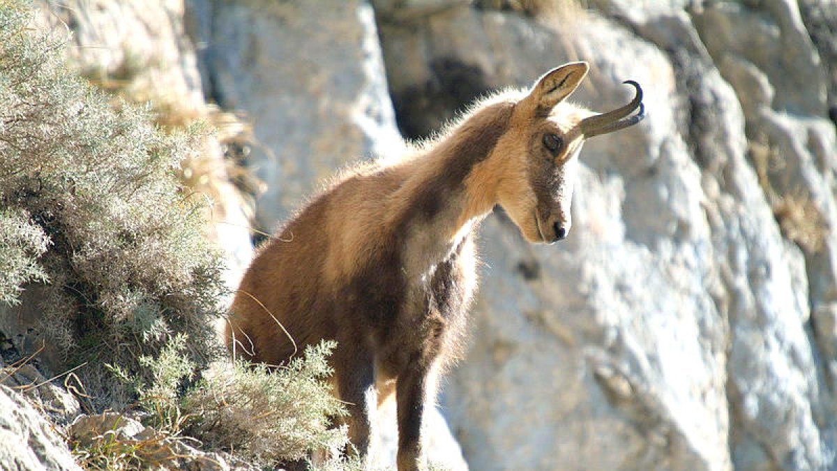 Es podran abatre 181 isards la Setmana de caça
