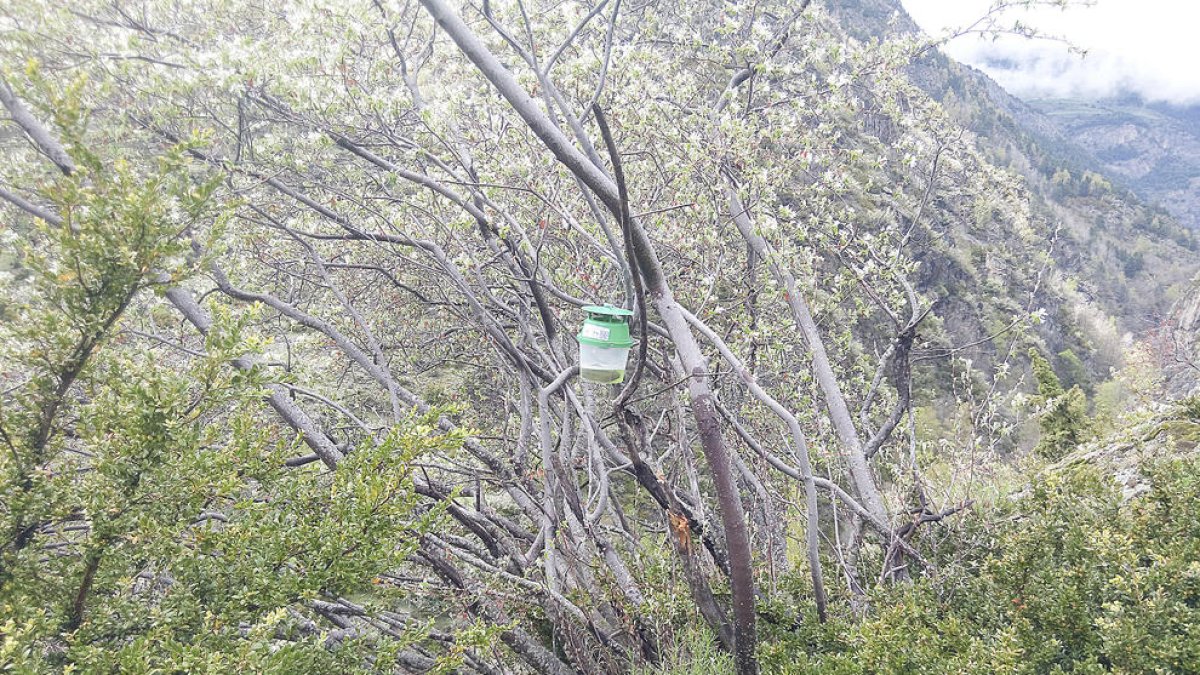 La papallona invasiva