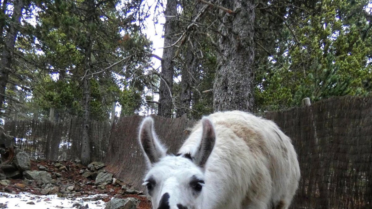 Dues llames,al parc d'animals de Naturlandia