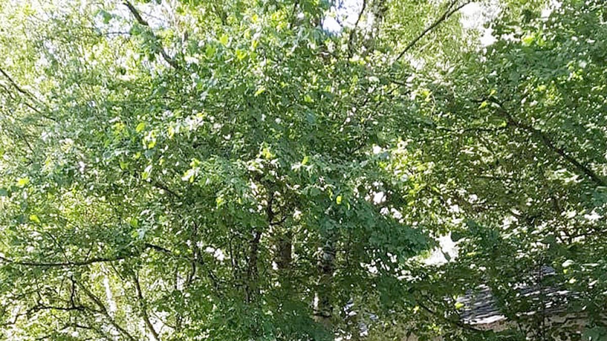 Apapma alerta de productes perillosos al voltant del riu