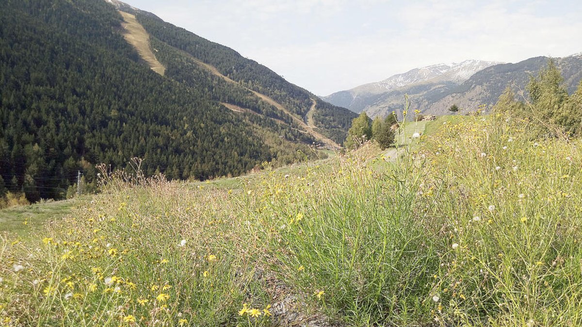 Les plantes invasores