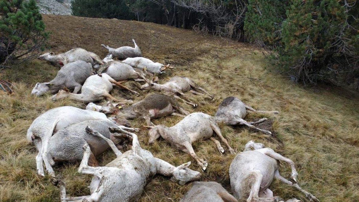 L'atac d'un animal mata a 25 ovelles a Canillo