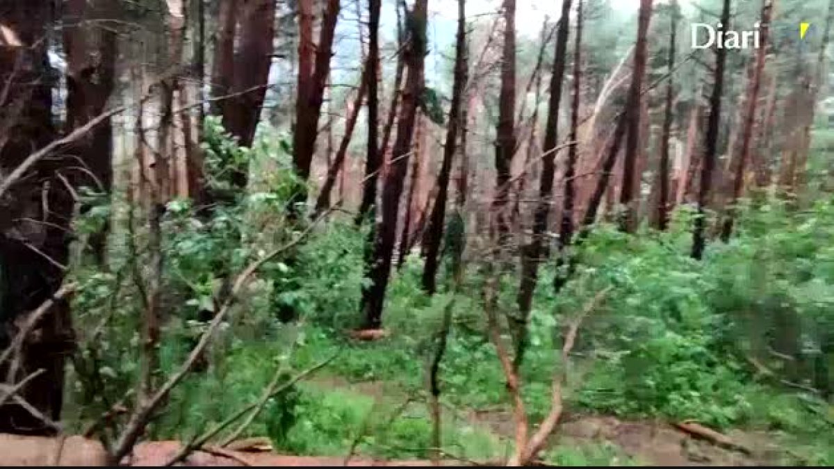 El vent tomba diversos abres del bosc prop de l'Aldosa