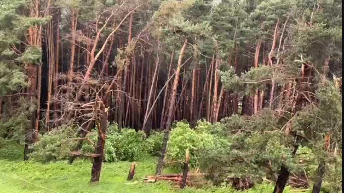 El vent tomba diversos abres del bosc prop de l'Aldosa