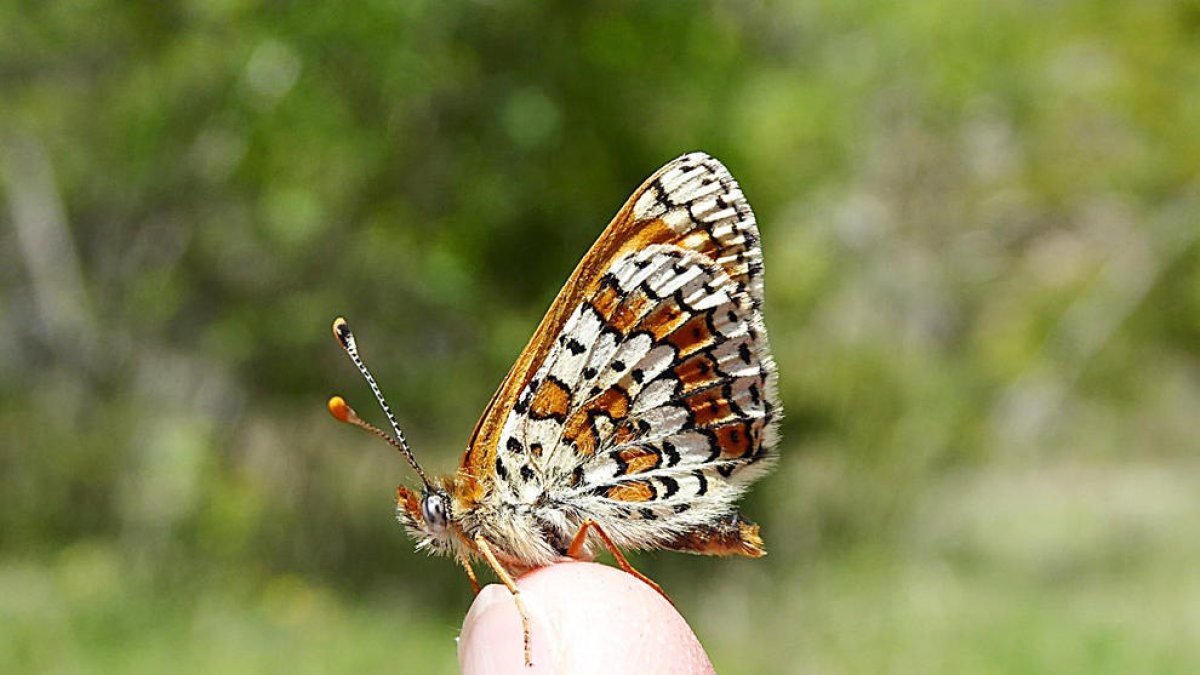 La xarxa de seguiment de les papallones