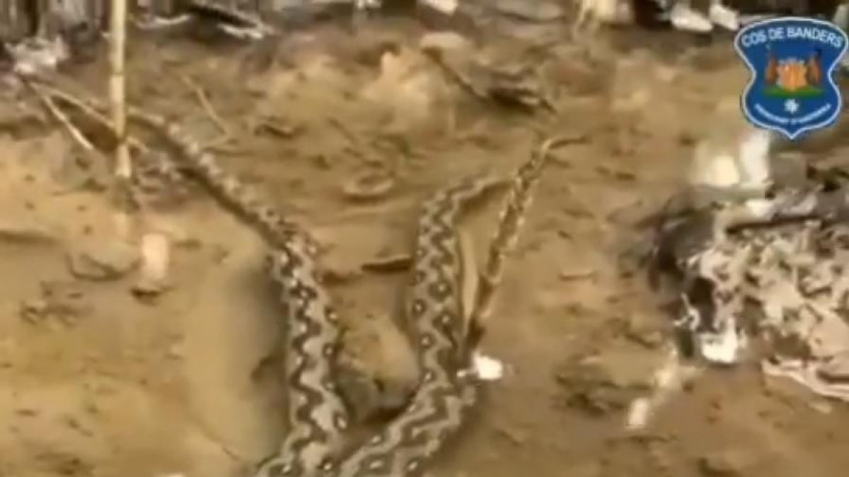 Els banders capturen una colobra escurçonera en una zona urbana