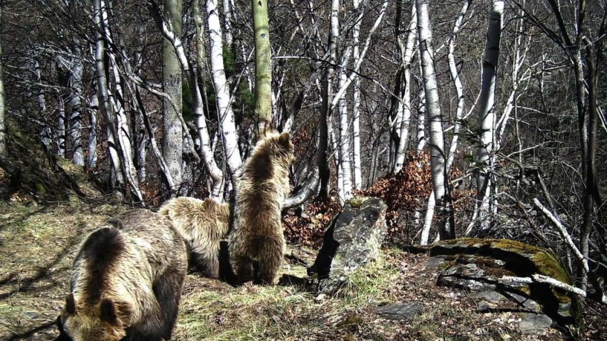 L'os bru s'establirà a Andorra a partir del 2030