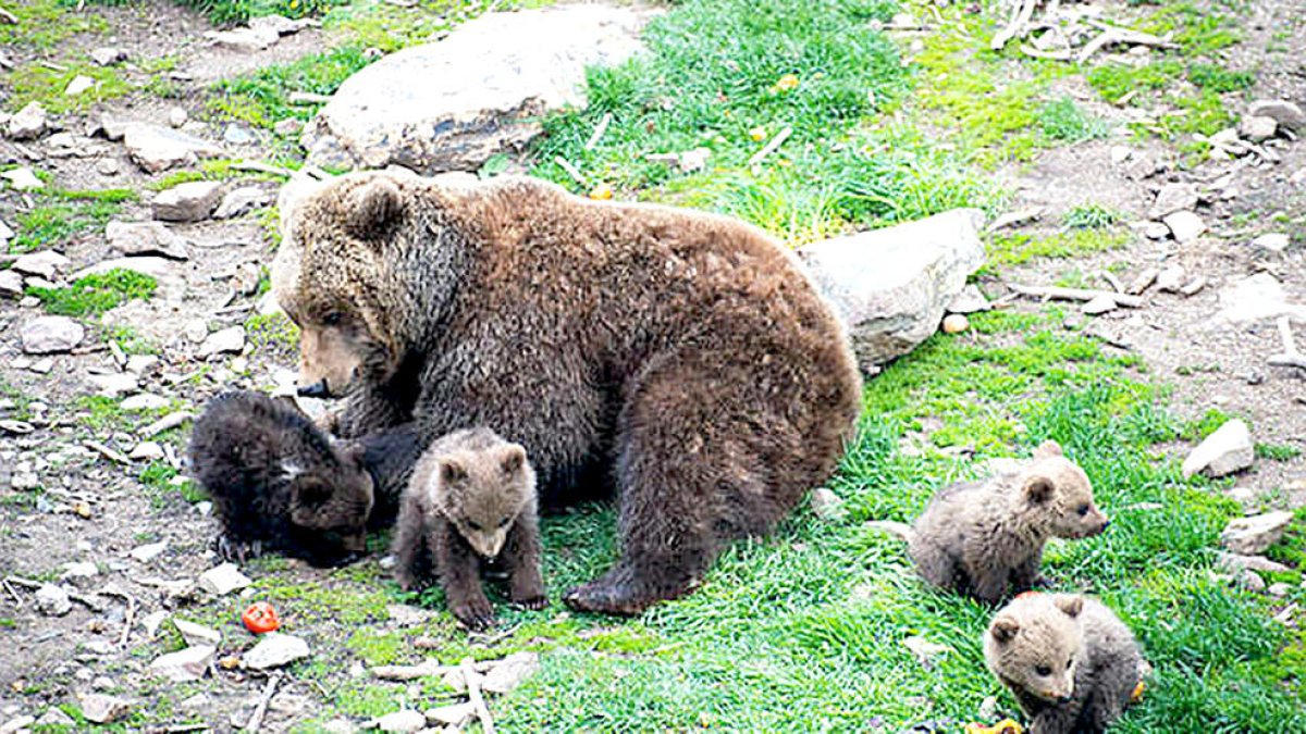 El Govern havia advertit sobre la gestió dels animals