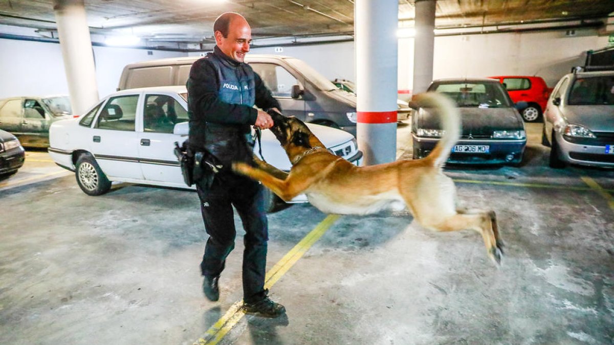 Els pares de l'Escola andorrana avalen l'ús de gossos per detectar drogues