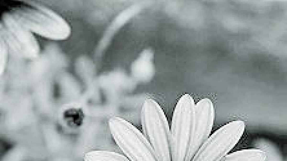 Laboratori fotogràfic en B/N